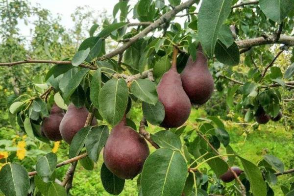 农村荒山种植什么不愁销路