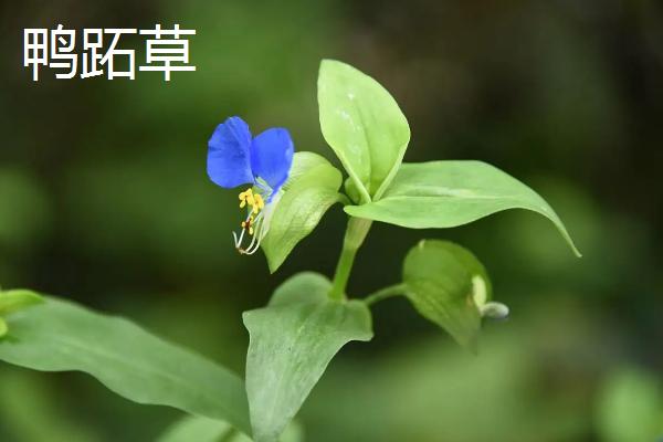 鸭舌草用什么除草剂,鸭舌草和鸭跖草的区别