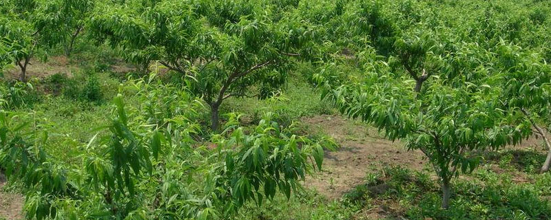 红色土壤适合种植什么