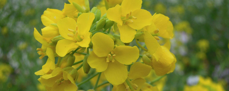 静海油菜花种植基地开花了吗