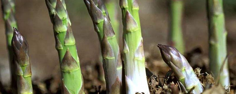 芦笋种植一年收几茬