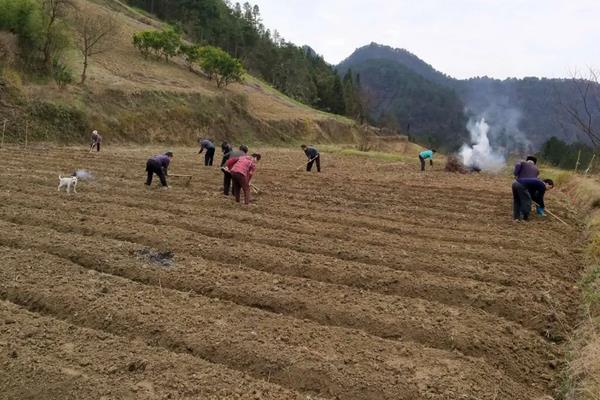 田七种植方法与生长环境，种植多久可以收获