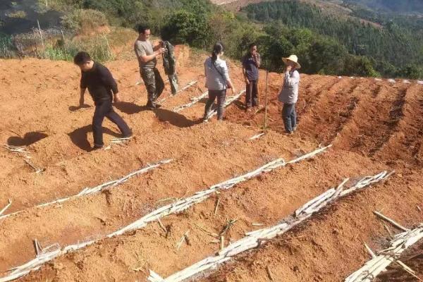 甘蔗种植技术和管理，甘蔗一亩地能产多少斤