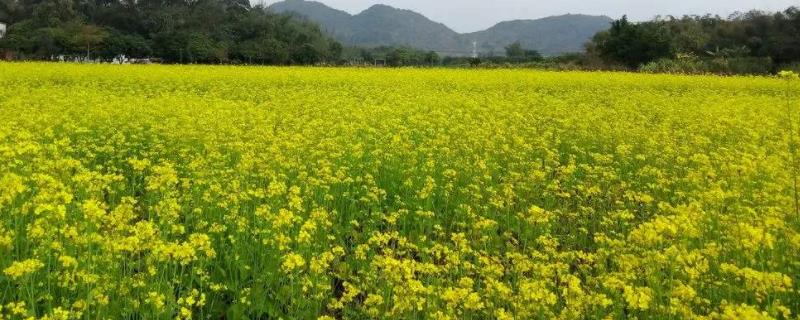 油菜几天发芽出苗，用什么肥料能高产