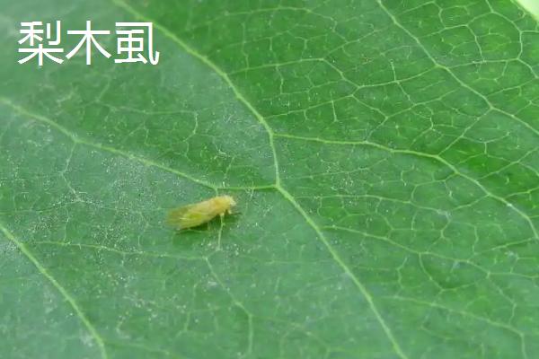 梨食心虫防治最佳时间，用什么药，与梨木虱有什么区别