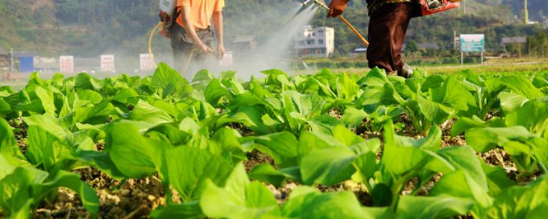 土霉素治疗蔬菜病虫害，土霉素有什么副作用