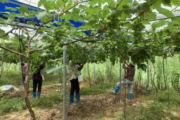 大棚葡萄种植技术与管理，种植什么品种好