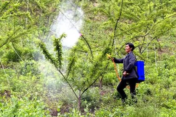 李子生虫打什么药，附李子的种植技术