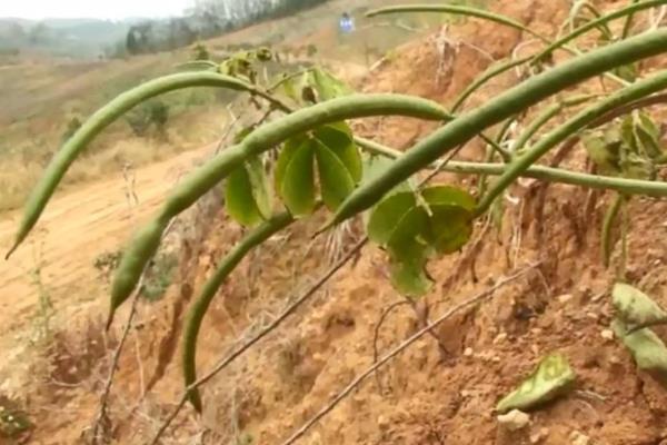 决明子种植方法