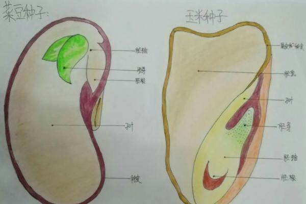 菜豆种子和玉米种子的相同点和不同点，菜豆种子是单子叶还是双子叶