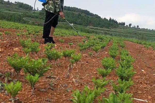 魔芋种子种植技术，一代种当年挖不挖