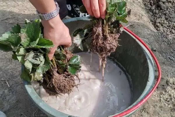 微生物菌剂使用方法，与菌肥有什么区别