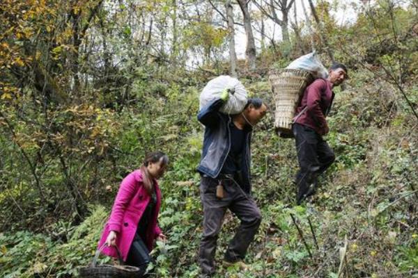 野生天麻喜欢生长在什么地方，附种植方法