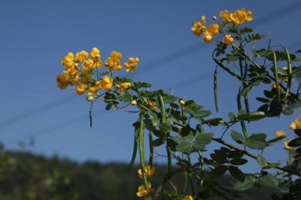 决明子种植方法