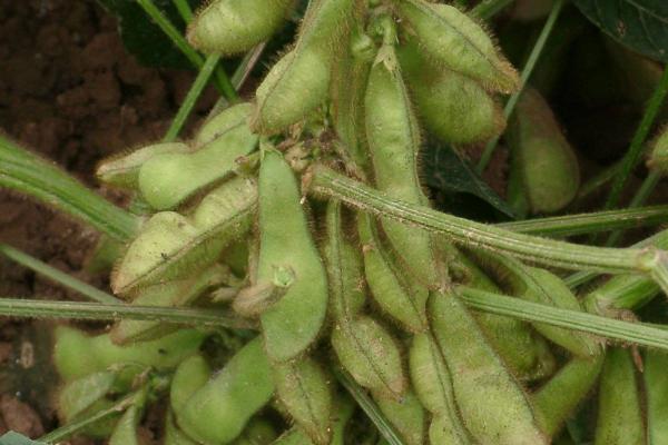 大豆种植技术与管理，大豆生长周期