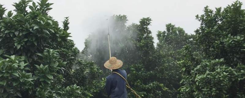 萘乙酸在果树上的使用方法，对植物的根茎起到什么作用