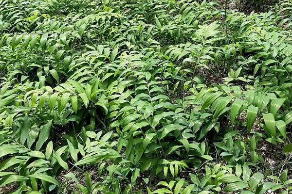 黄精一亩种植多少株，附种植方法