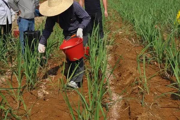 甘蔗种植技术和管理，甘蔗一亩地能产多少斤