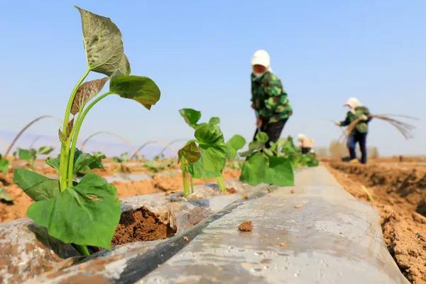 红薯用什么复合肥高产，附种植方法与时间