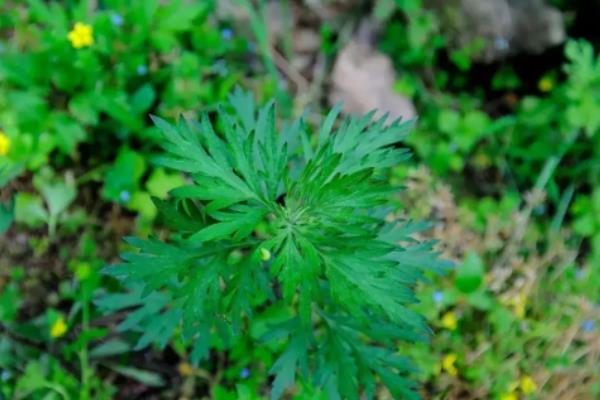 艾草一亩地一年能收多少斤，如何种植