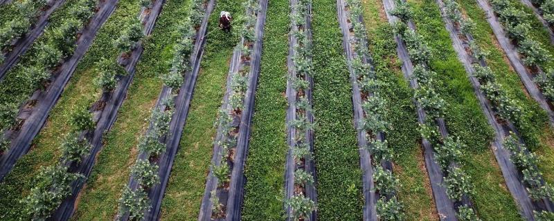 果树种植距离是多少，新栽果树树坑里怎样施底肥？