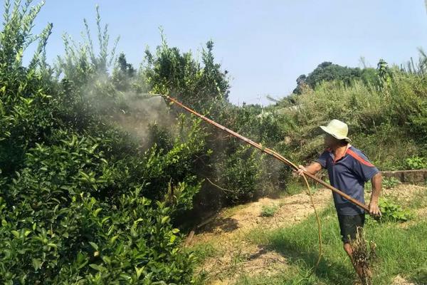 6月份柑橘打什么药，附柑橘种植技术