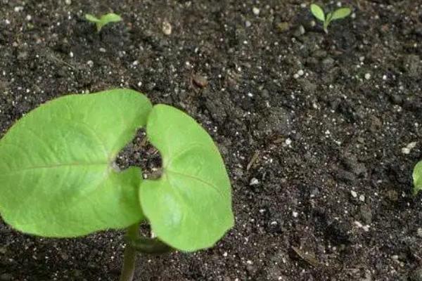 露地茄子种植管理技术