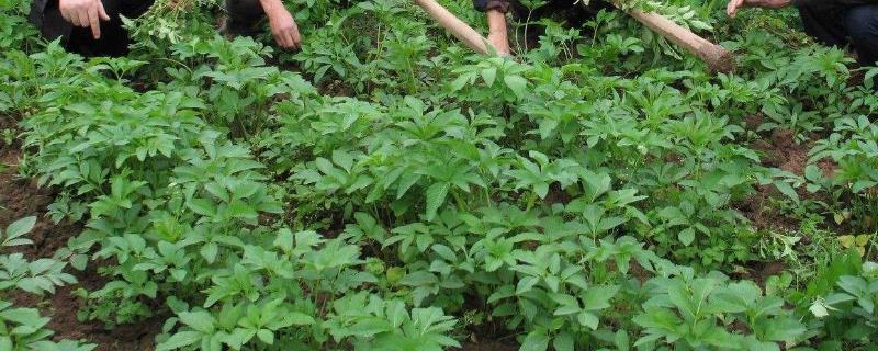 白芷种植时间和方法