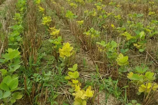 大豆每亩播种多少斤，附大豆的种植方法