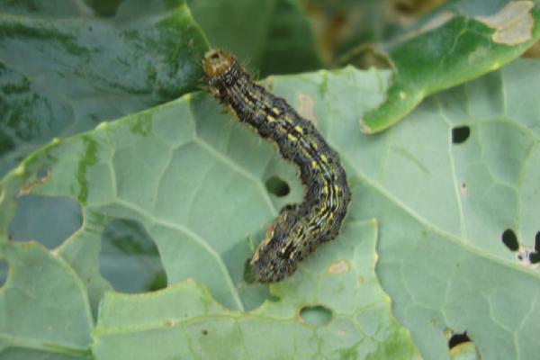 茄子虫害图片和防治法