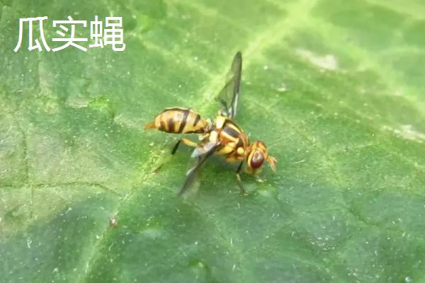 瓜实蝇防治特效药，与果实蝇有什么区别