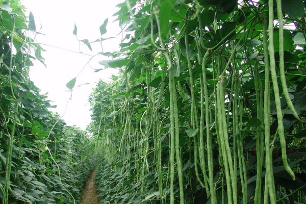 豇豆种植技术与管理