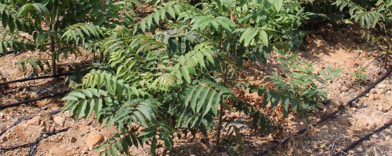 香椿大棚矮化种植技术，密植一亩地多少棵