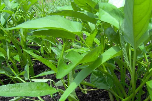 空心菜长在土里还是水里，附种植方法和时间