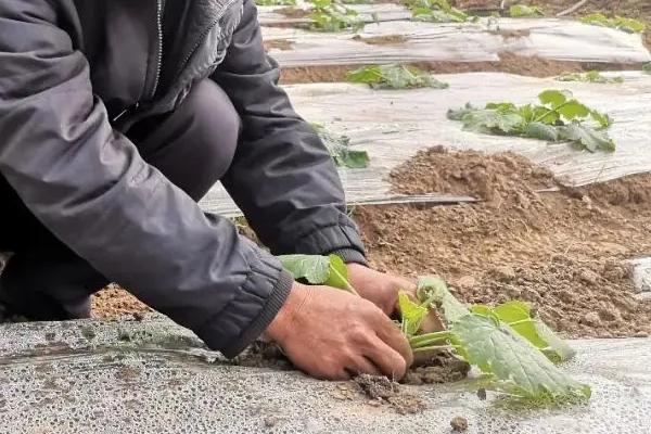 西葫芦种植时间和方法，详细介绍露天种植技术