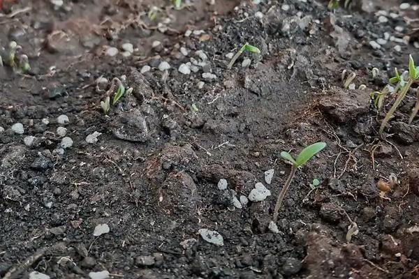 西红柿的栽培种植技术，附管理方法