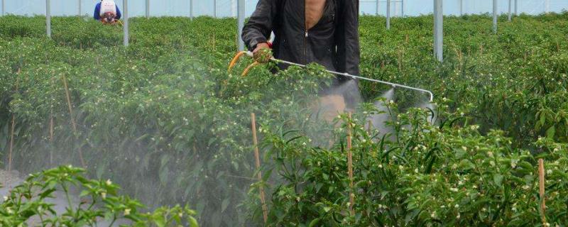 农药苦参碱的杀虫范围，能与其他农药混合吗