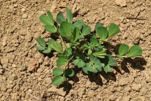 花生种下去几天发芽，附花生种植方法