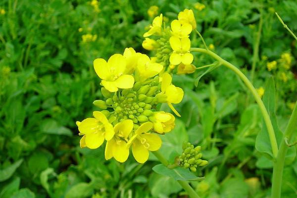 冬种油菜种植技术和管理