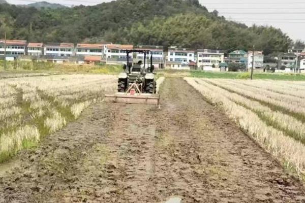 水稻亩产多少斤，附水稻的种植方法