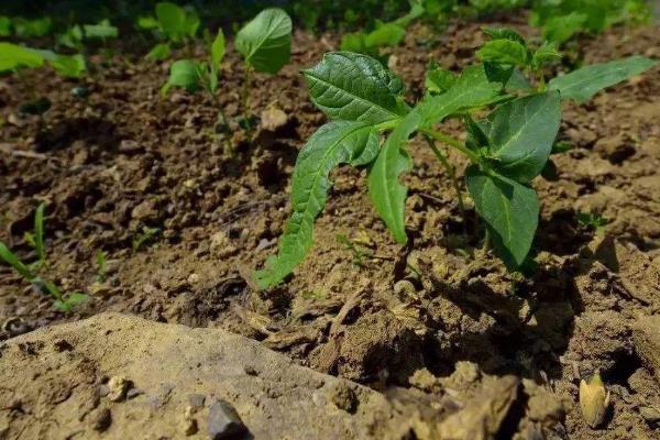 辣椒适合什么土壤种植，附辣椒种植方法