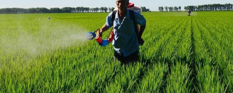 代森锰锌不能和哪些药混用，代森锰锌的兑水比例