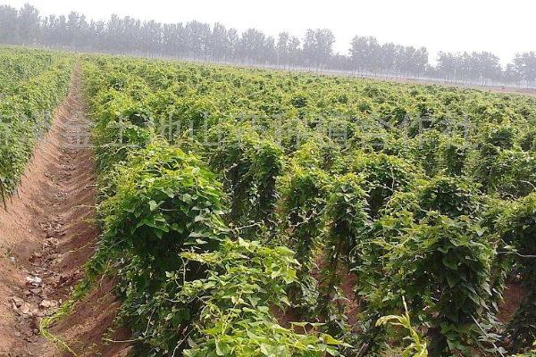 山药种植方法，山药什么时候种