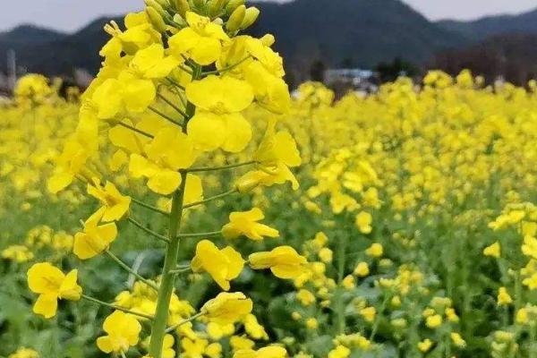 油菜的种植技术和田间管理，几月份种植