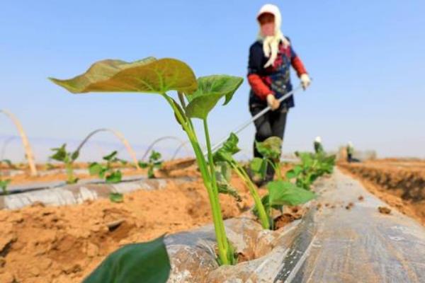 烟薯25哪个产地的好，附种植方法