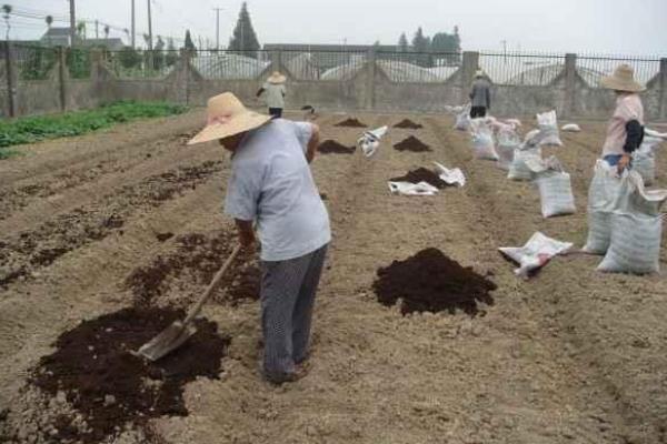 农业种植技术知识，农作物种植包括哪些