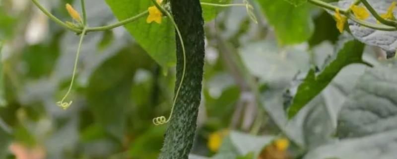 黄瓜种植技术与管理方法