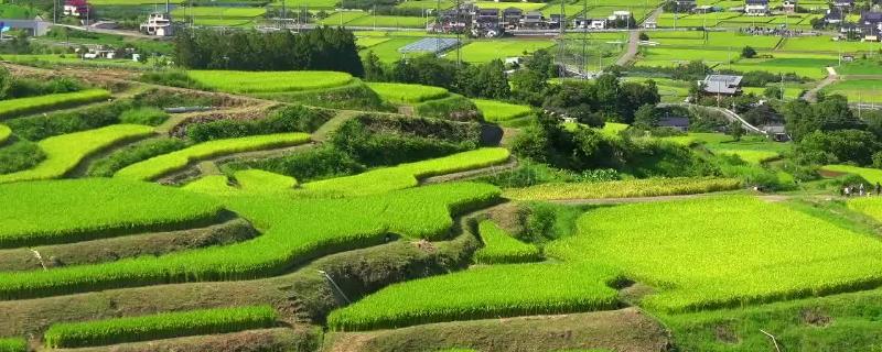 什么是基本农田和非基本农田，基本农田可以搞养殖吗