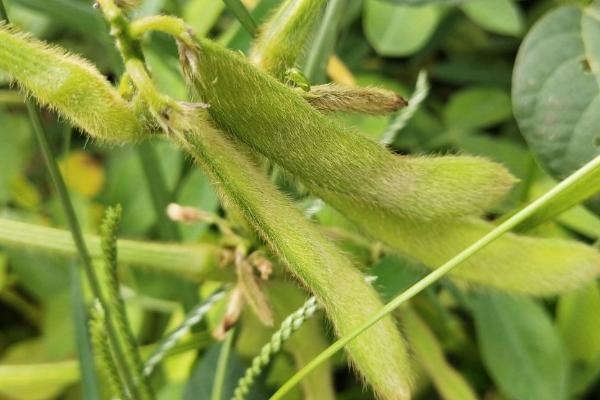 大豆打几次农药，附种植技术和肥料使用