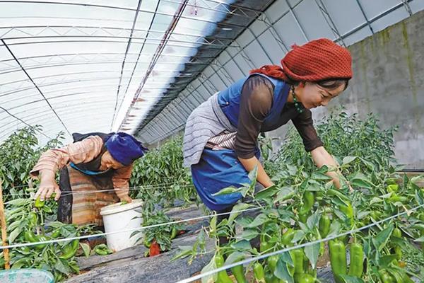 辣椒适合什么土壤种植，附辣椒种植方法